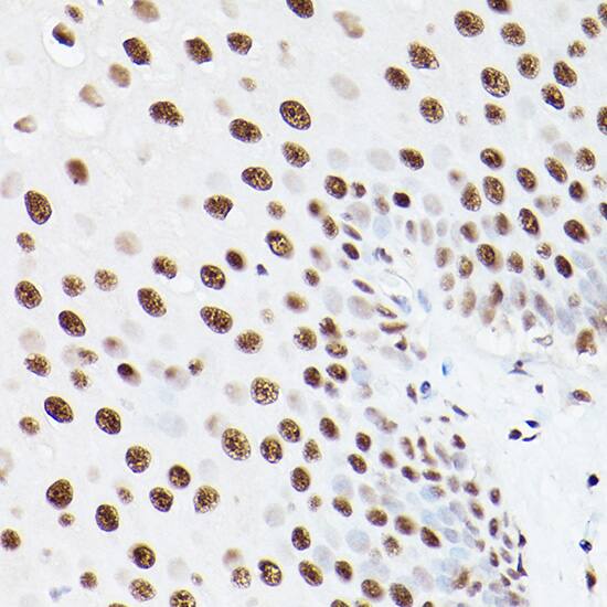 PA28 Activator gamma Subunit/PSME3 Antibody - Azide and BSA Free