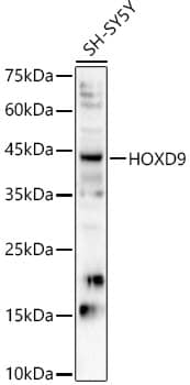 HOXD9 Antibody - Azide and BSA Free