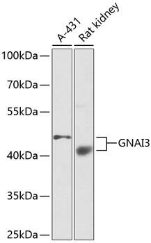 GNAI3 Antibody - BSA Free
