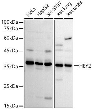 HEY2 Antibody - Azide and BSA Free