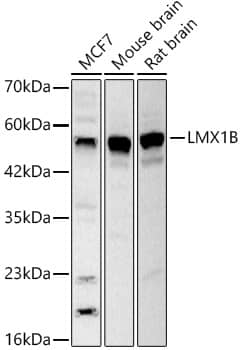 LMX1b Antibody - BSA Free