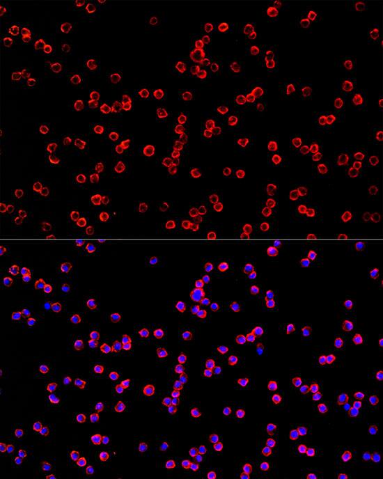 USP21 Antibody - Azide and BSA Free