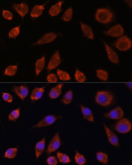 HPS4 Antibody - Azide and BSA Free