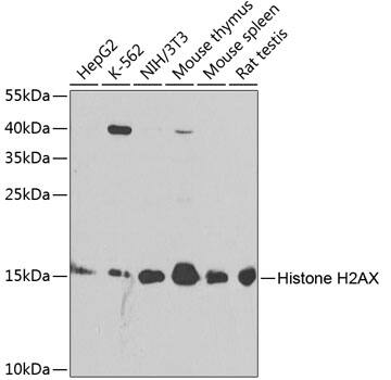 Histone H2AX Antibody - BSA Free