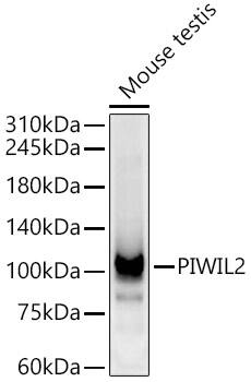 PIWIL2 Antibody - BSA Free
