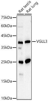 VGLL3 Antibody - BSA Free