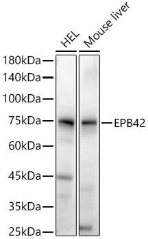 EPB42 Antibody - Azide and BSA Free