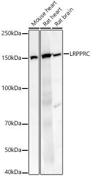 LRPPRC Antibody - BSA Free