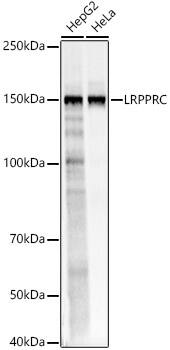 LRPPRC Antibody - BSA Free