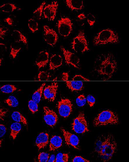 LRPPRC Antibody - BSA Free