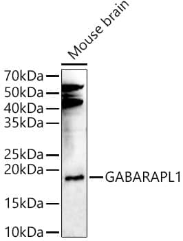 GABARAPL1 Antibody - Azide and BSA Free