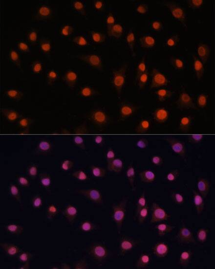 H2AFV Antibody - Azide and BSA Free