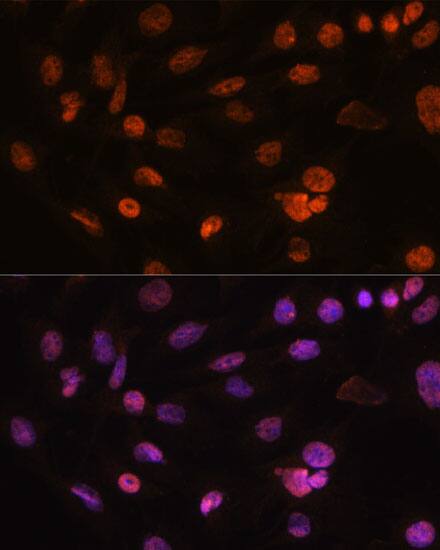 H2AFV Antibody - Azide and BSA Free