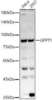 GFPT1 Antibody - BSA Free