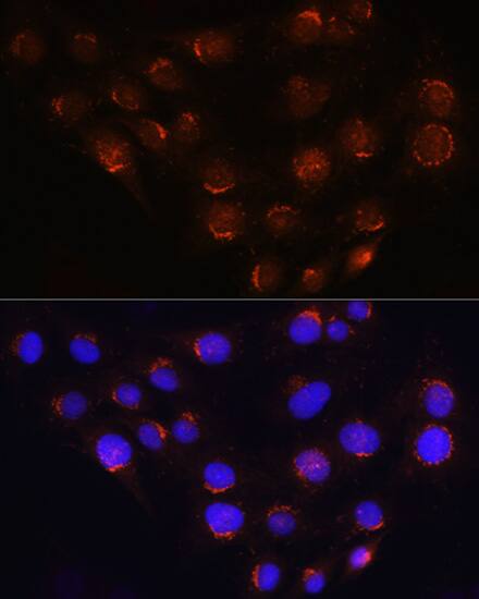 GOLGA4 Antibody - BSA Free
