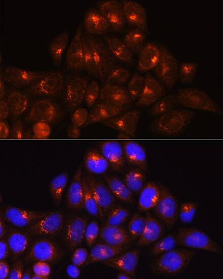 GOLGA4 Antibody - BSA Free