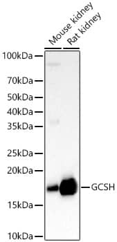 GCSH Antibody - Azide and BSA Free