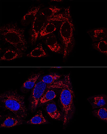GCSH Antibody - Azide and BSA Free
