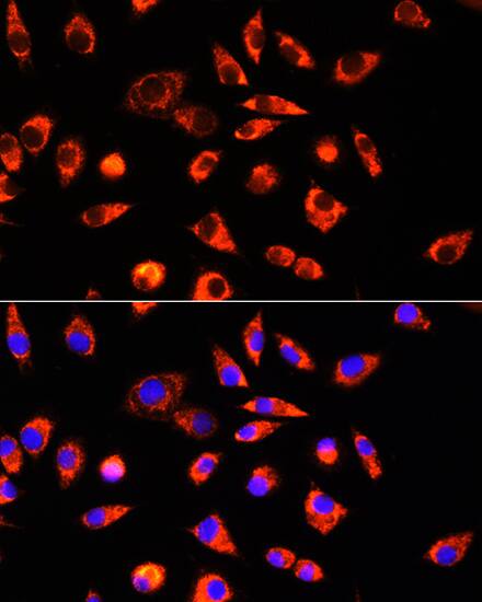 GCSH Antibody - Azide and BSA Free