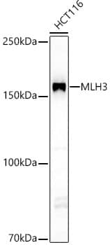 MLH3 Antibody - BSA Free
