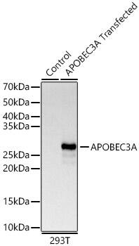 APOBEC3A Antibody - Azide and BSA Free