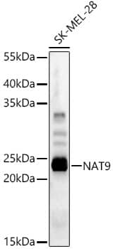 NAT9 Antibody - BSA Free