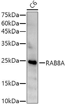 RAB8A Antibody - Azide and BSA Free