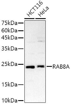 RAB8A Antibody - Azide and BSA Free