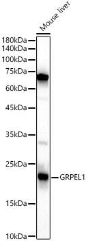 GRPEL1 Antibody - BSA Free