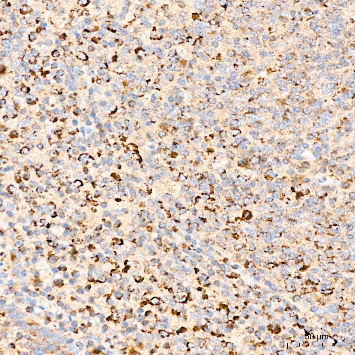 GRPEL1 Antibody - BSA Free