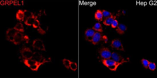 GRPEL1 Antibody - BSA Free