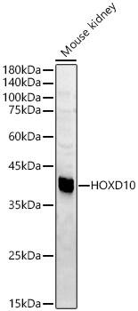 HOXD10 Antibody - BSA Free