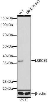 LRRC59 Antibody - BSA Free