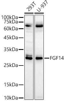 FGF14 Antibody - BSA Free