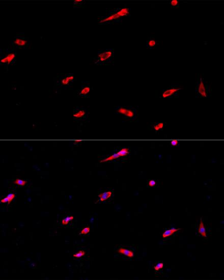 EIF3J Antibody - Azide and BSA Free