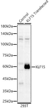 KLF15 Antibody - BSA Free