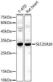 SLC25A20 Antibody - Azide and BSA Free