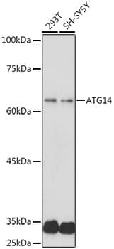 ATG14 Antibody - Azide and BSA Free