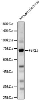 FBXL5 Antibody - BSA Free