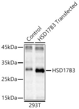 HSD17B3 Antibody - BSA Free