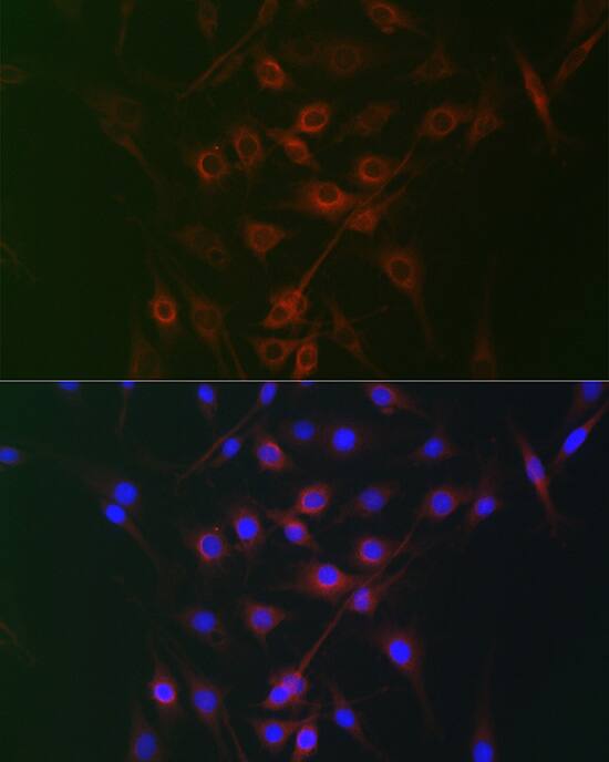 RRAGA Antibody - Azide and BSA Free