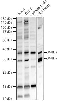 JMJD7 Antibody - BSA Free