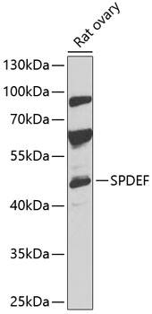 SPDEF Antibody - BSA Free