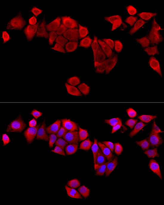 MAPRE1 Antibody - Azide and BSA Free