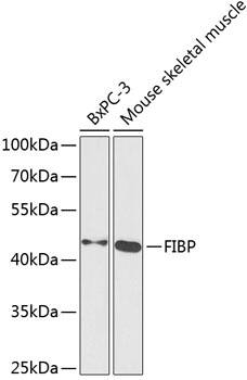 FIBP Antibody - BSA Free
