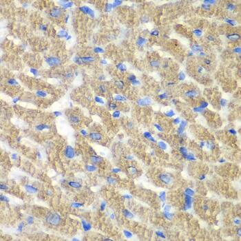 FIBP Antibody - BSA Free