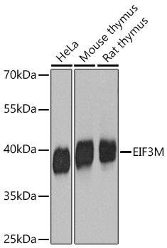 EIF3M Antibody - BSA Free