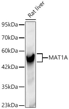 MAT1A Antibody - BSA Free