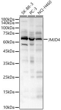 JMJD4 Antibody - BSA Free