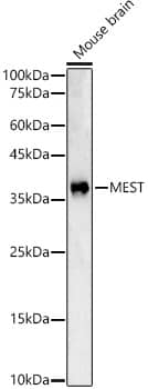 MEST Antibody - BSA Free